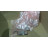 Phoenix Contact UK35 Feed-throughTerminal Block 150A 1 LOT (40 PCS) UK35 | Phoenix Contact - Зображення 4